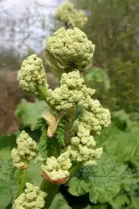 Rhabarberblüten Rezepte
